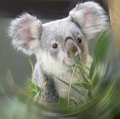 Koala