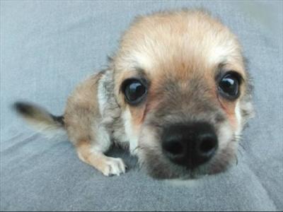 Cucciolo Buffo