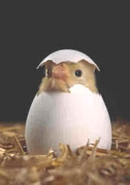 Pulcino