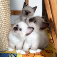 Gattini