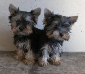 Yorkshire Terrier