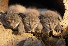 Lince