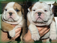 Bulldog