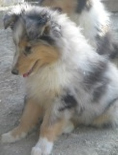 Collie