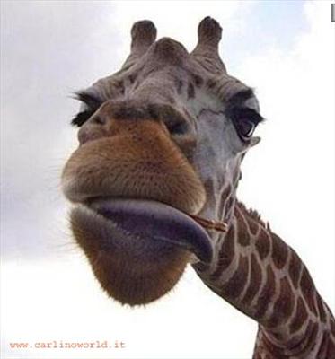 Giraffa!