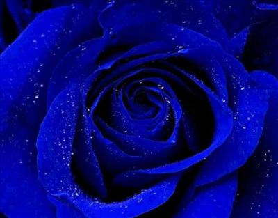 bLue Rose -2-