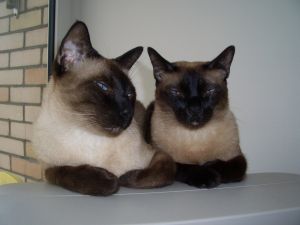 Siamese Twins