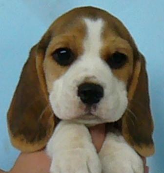 Beagle