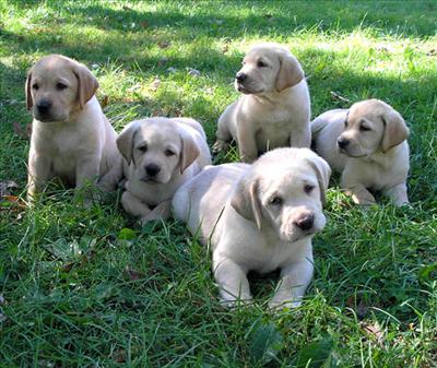 Labrador Retriever