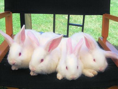 Bunnies