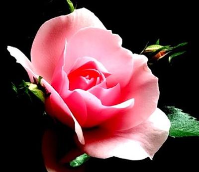 Pembe Gül