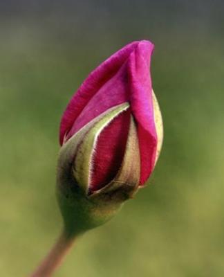 Pembe Gonca