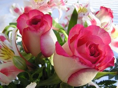 İki Pembe Gül