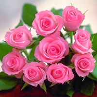 Pink Roses