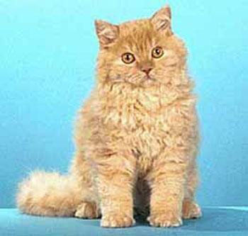 Selkirk Rex