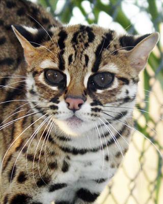 Bengal