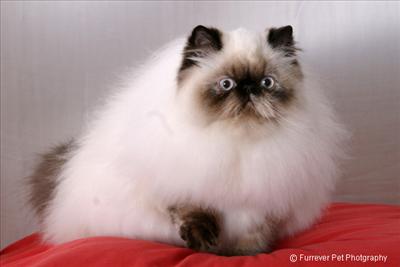 Himalayan
