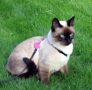 Siamese