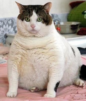 Fat