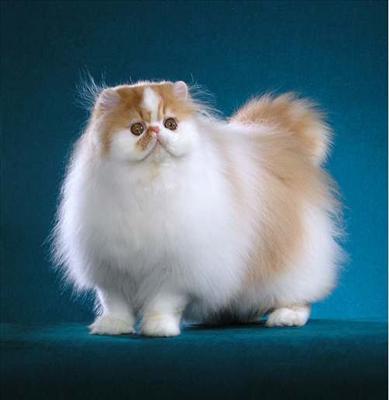 Persian