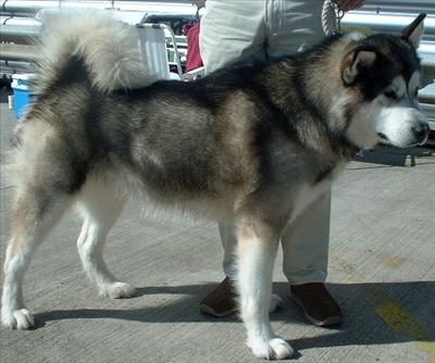 Alaskan Malamute