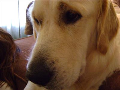 Golden Retriever 