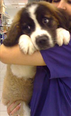 Saint Bernard
