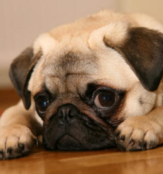 Pug