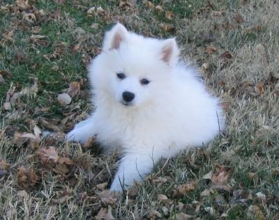 Mini American Eskimo Dog