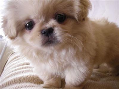 Pekinese
