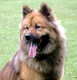 Eurasier