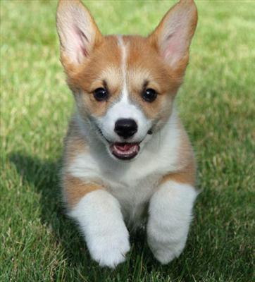 Corgi