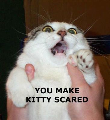 A Cat.
