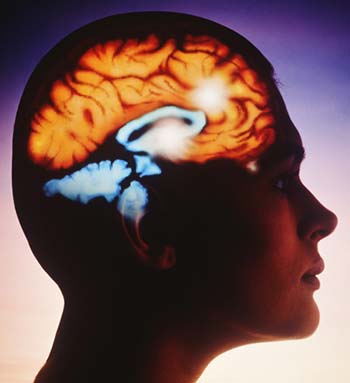 brain
