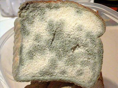 Moldy bread