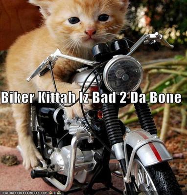 I iz bad 2 da bone