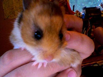 Hamster
