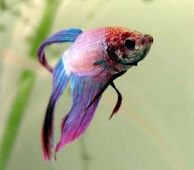 Fish