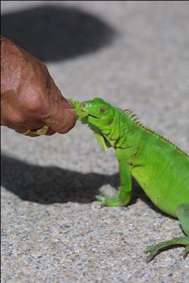 İguana