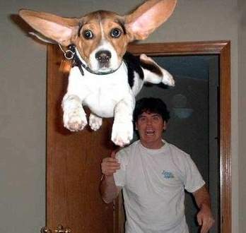 DUMBO DOG!!