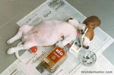 BAD DOG!!