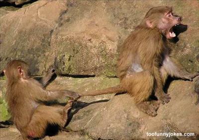 CHIMPANZEE!!