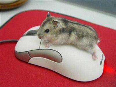MOUSEY OR MOUSEYS?!?!?!