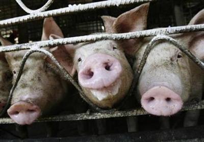 Swine Flu