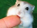 soft bite
