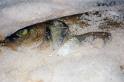 Branzino al Sale