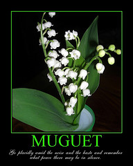 Muguet