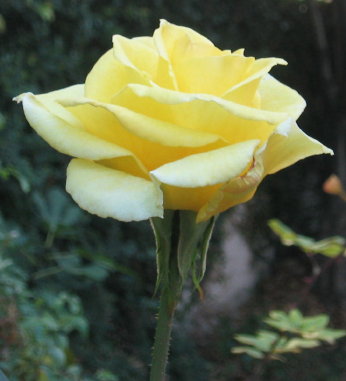 Yellow Rose