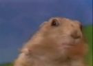 dramatic chipmunk
