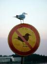 no birds allowed funny